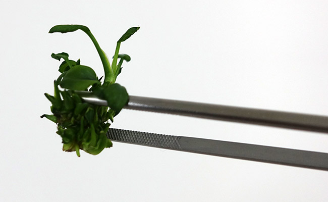 Aquarium plant anubias nagi held between forceps