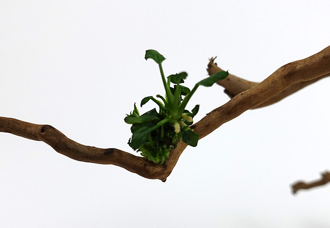 Aquarium plant glued to piece of driftwood