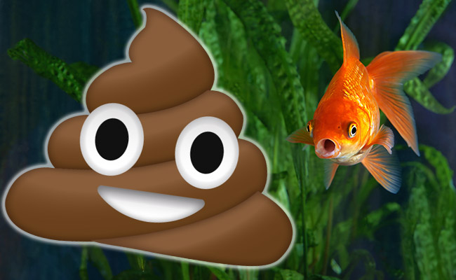 7 Reasons Why Your Fish Tank Smells (And how to fix it!)