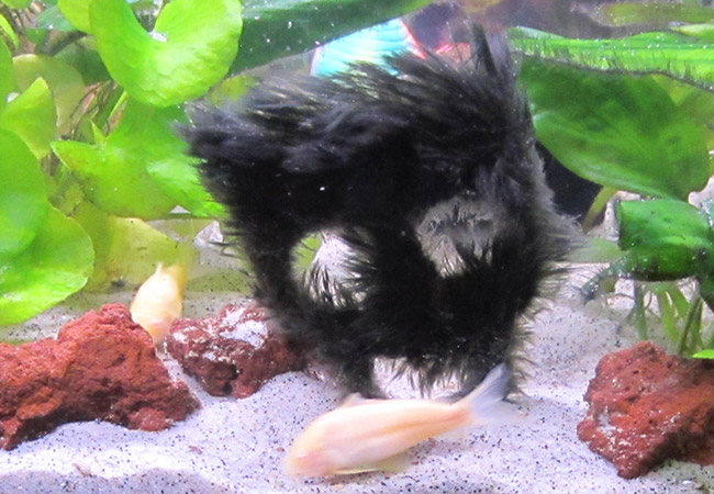 Black beard algae completely covering an aquarium mask decoration