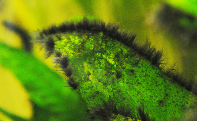 Black beard algae growing around the edges of a leaf in aquarium