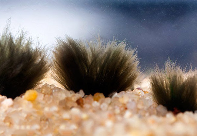 Black beard algae growing in quartz substrate in aquarium