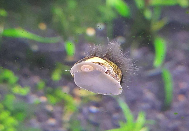 Black beard algae growing on snail shell