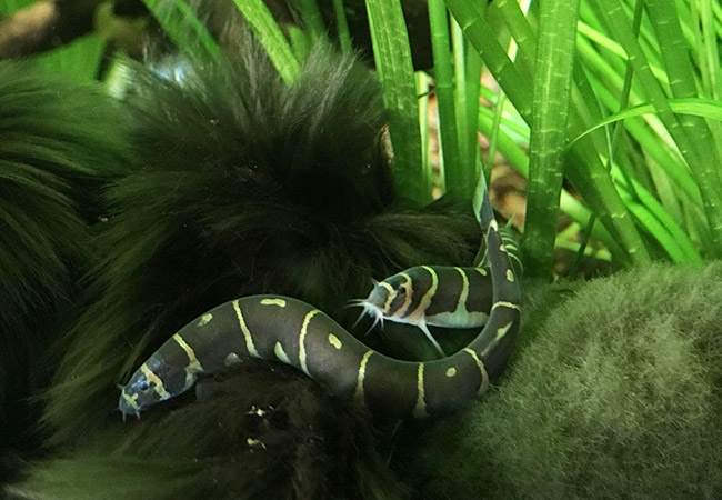 Black beard algae growing over log with kuhli loach fish hiding inside