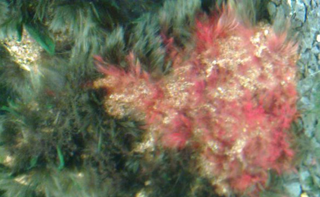 Black beard algae turns pink as it begins to die