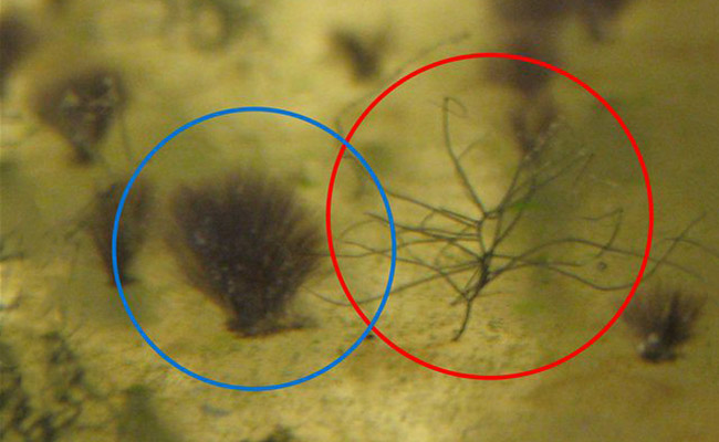 Black beard algae vs staghorn algae side by side comparison