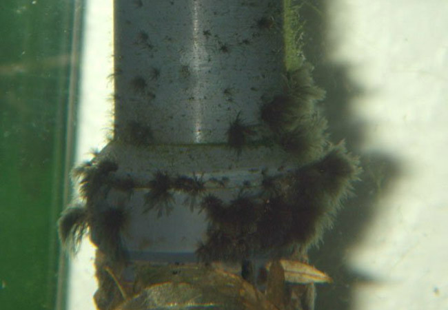 Black beard algae growing on plastic filter pipe in aquarium