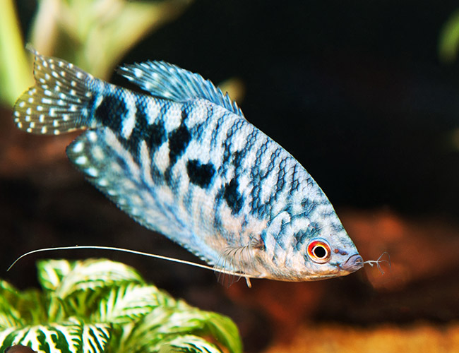 Blue Gourami fish eating hydra