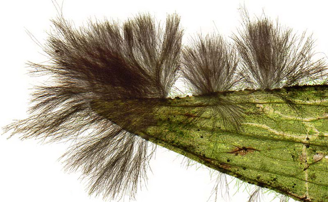 Close-up of black beard algae on white background