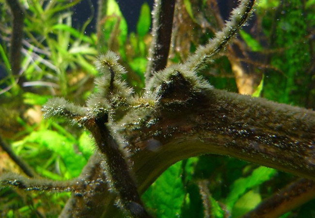 Driftwood in aquarium covered in black beard algae