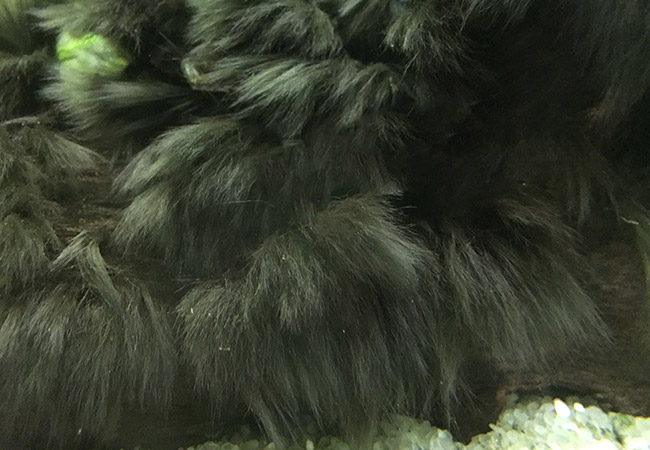 Fully grown, brushy brown black beard algae in aquarium