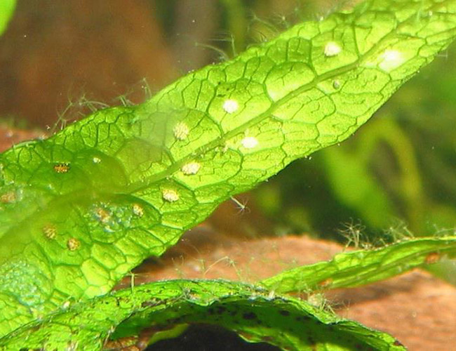 Hydra clinging to the surface of an aquarium plant leaf