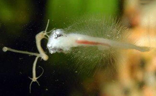 Hydra eating a baby fish on glass of aquarium