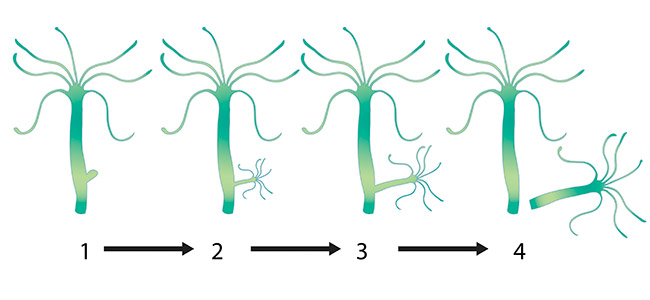 Hydra reproducing by budding diagram cycle