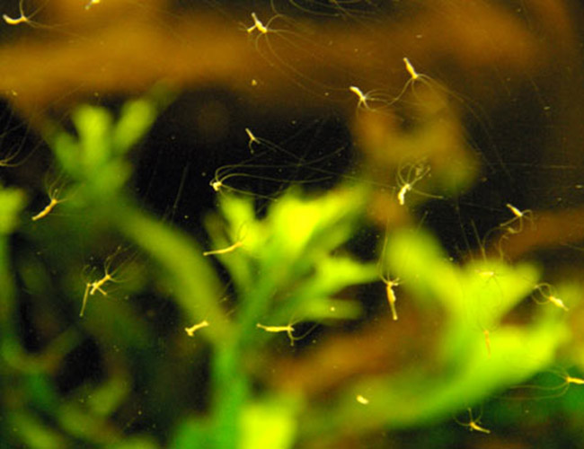 Hydra stuck to the glass of a planted tank