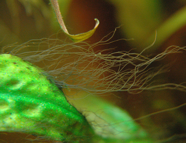 Staghorn algae branching off aquarium plant stem