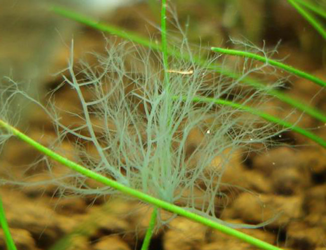 Staghorn algae growing on grass with substrate in background