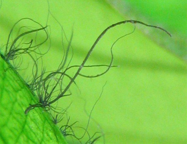 Staghorn algae growing on the edges of a leaf in aquarium