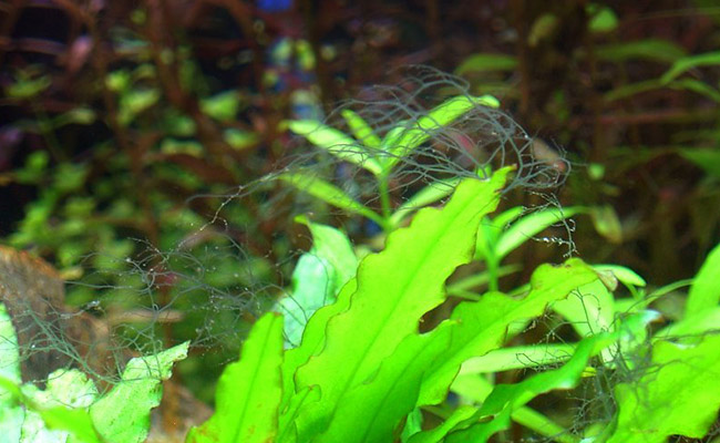 Staghorn algae sitting on top of aquarium plants