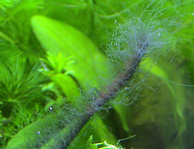 Staghorn algae completely covering an aquarium plant