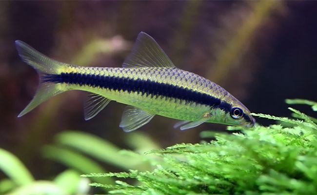 Siamese algae eater chewing on algae