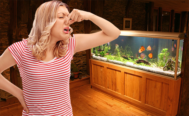 Reasons Why Your Fish Tank Smells