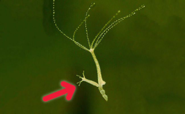 A hydra polyp budding from the base of hydra