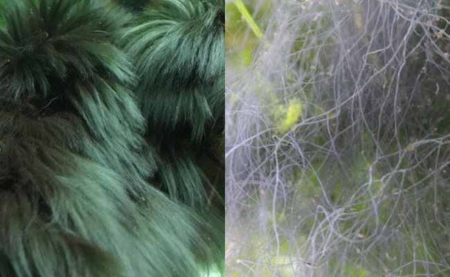 Fully grown black beard algae vs fully grown staghorn algae side by side comparison