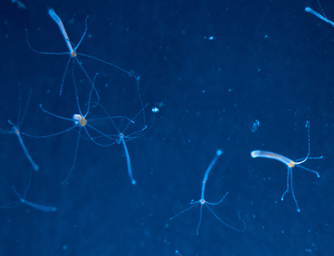 Hydra stuck to the glass of aquarium