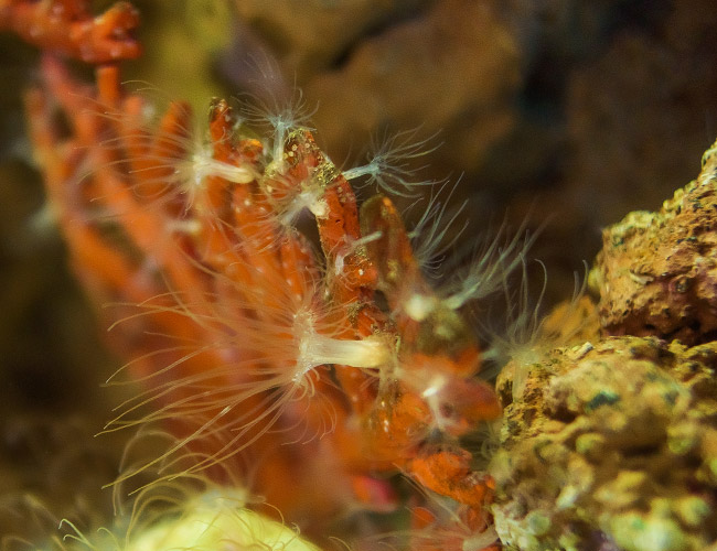 Saltwater hydra clinging to coral and rocks in aquarium