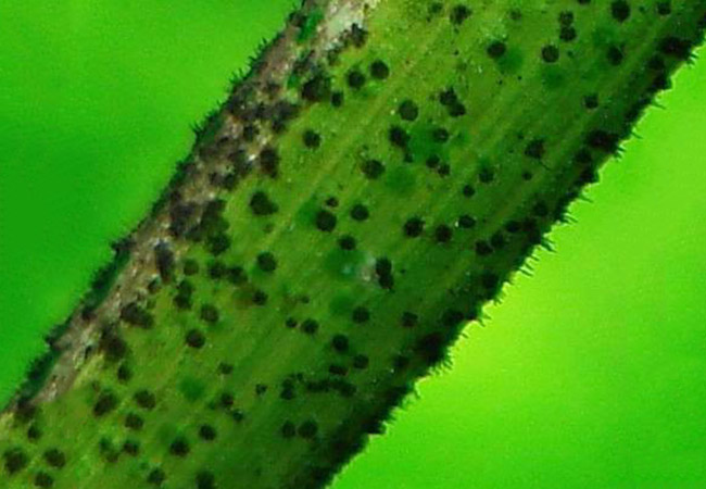 Small black beard algae spots growing on stem of plant