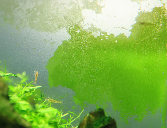 How to Identify and Remove Green Dust Algae - A Thick Layer Of Green Dust Algae On The Front Glass Of An Aquarium