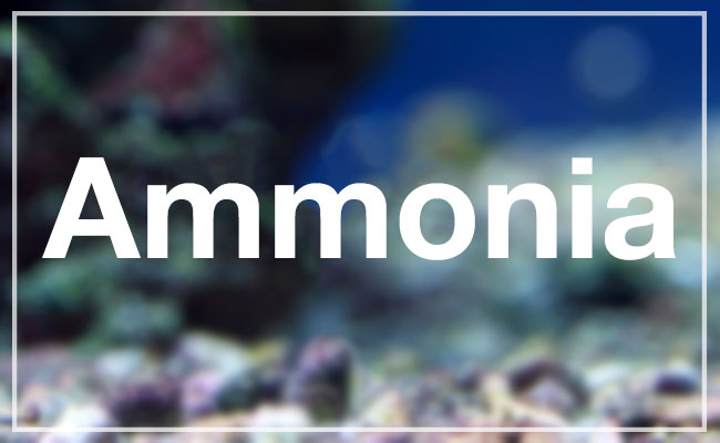 Ammonia in aquarium