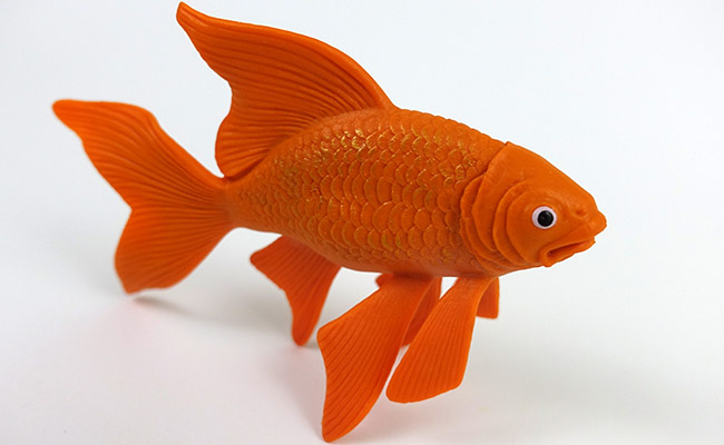 Angus the stunt fish for euthanasia example