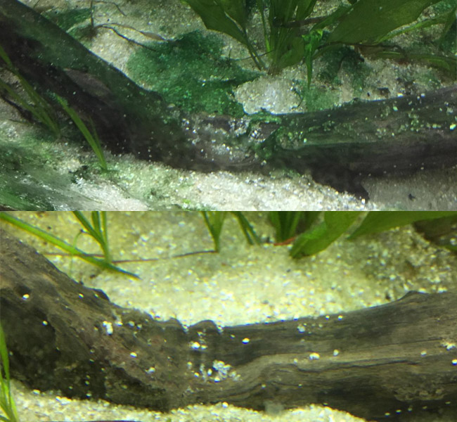 Before and after of blue-green algae removal from aquarium