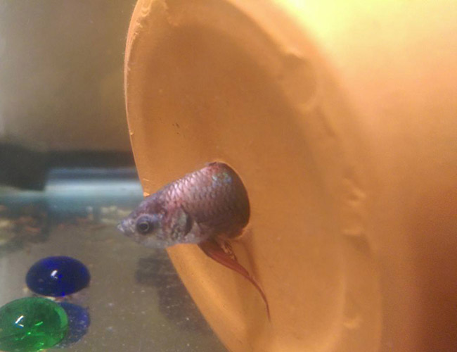 Betta stuck in drainage hole of terra cotta clay pot