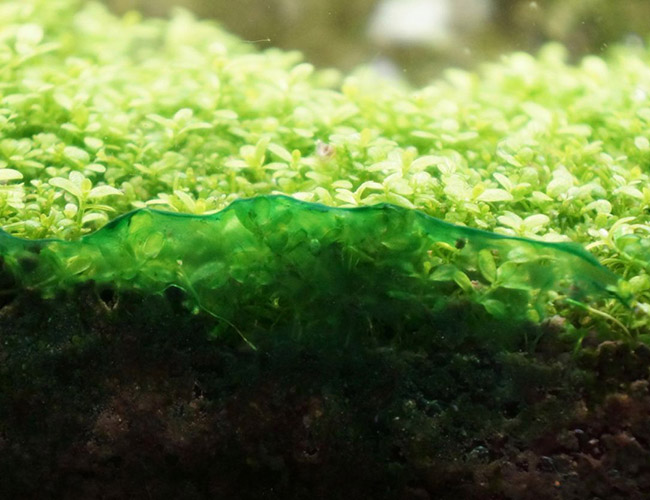 Blue-green algae at front of aquarium on glass