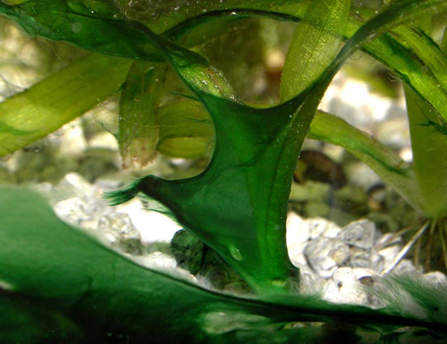 Blue-green algae completely covering the surface of a plant in planted tank