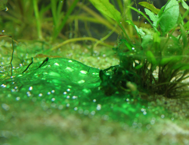 Blue-green algae on gravel and plant