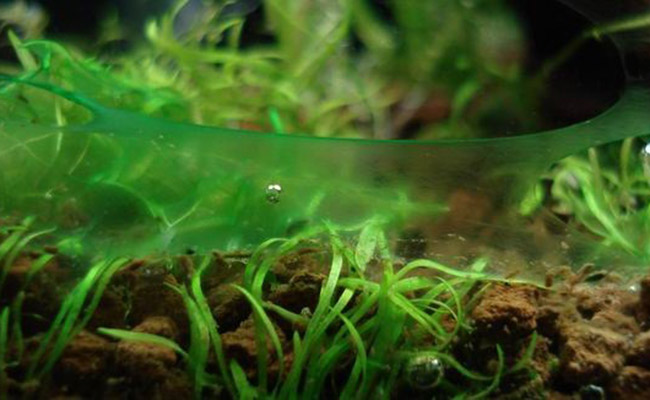 Blue-green algae on surface of aquarium