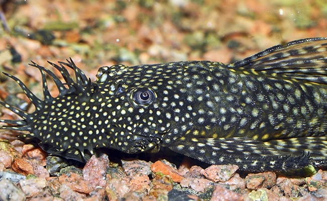 Bristlenose pleco eating algae on substrate of aquarium