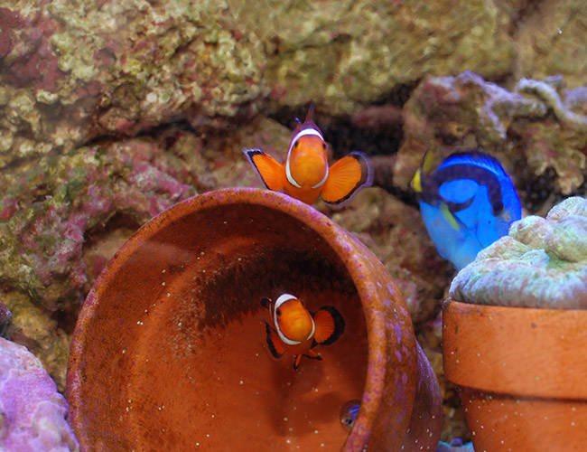 Clownfish guarding eggs in clay pot saltwater aquarium