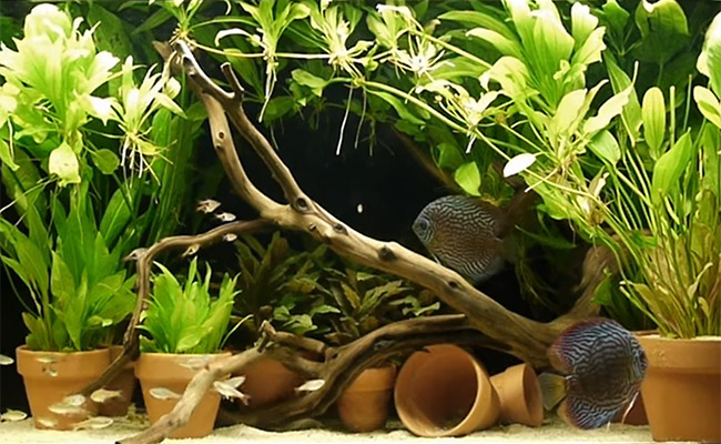 https://fishlab.com/wp-content/uploads/2018/03/Discus-tank-with-plants-in-clay-terracotta-pots.jpg