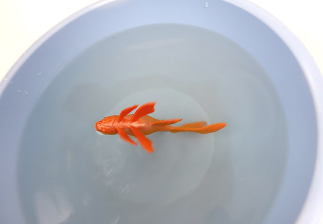 Euthanized fish floating belly up in bucket of water