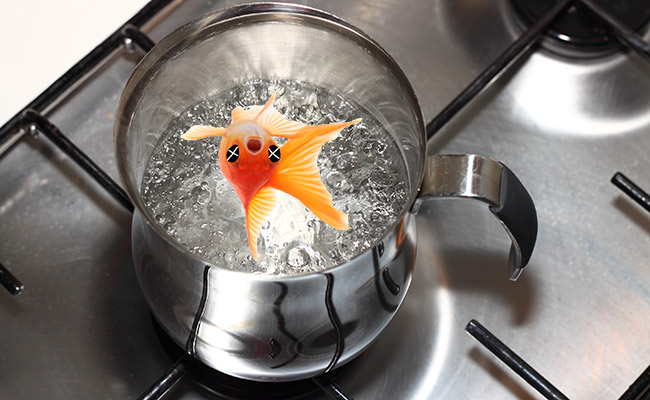 Fish being euthanized in pot of boiling water