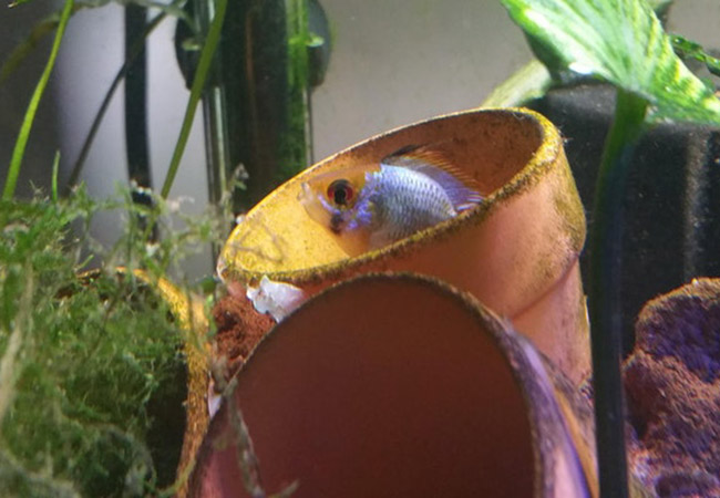 Fish hiding in clay pot sitting upright in aquarium