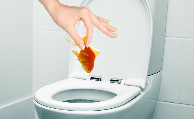 Flushing a fish down the toilet to kill it