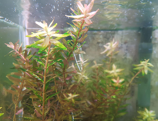 Green dust algae begining to grow on the leaves of aquarium plant