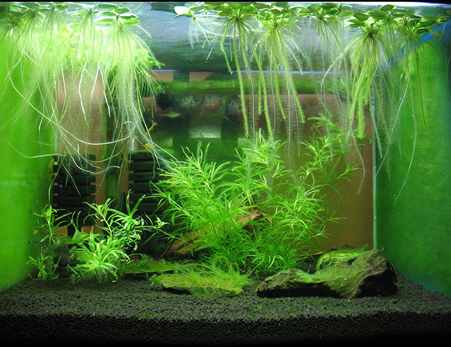 Green dust algae coating the glass substrate, wood and plants in aquarium