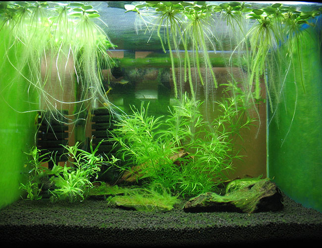 Aquarium water turn green? Here's how to fix it In just days